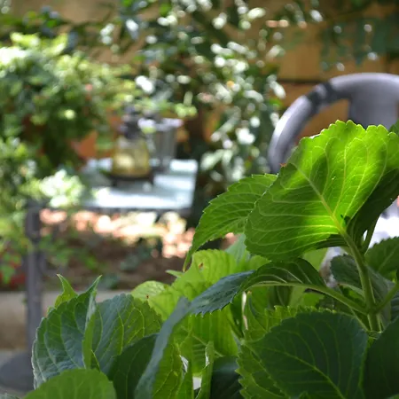 Veggie Garden Athens B&B-2